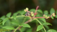 Zanthoxylum schinifolium