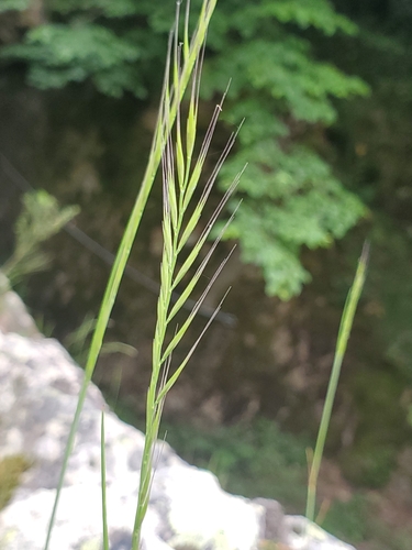 Festuca myuros