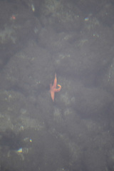 Henricia leviuscula