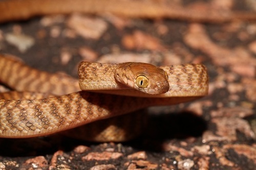 Brown Tree Snake sighting