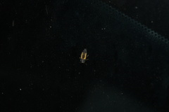 Harmonia axyridis