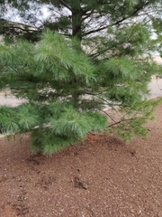 Pinus