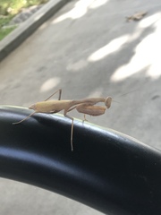 Mantidae