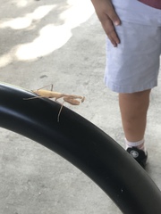 Mantidae