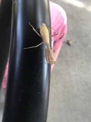 Mantidae