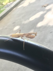 Mantidae