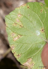 Puccinia violae