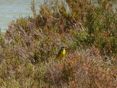 Motacilla flava iberiae