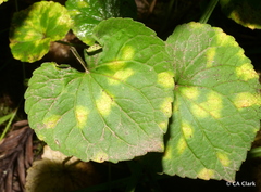 Puccinia violae
