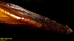 Lanceolaria acrorrhyncha