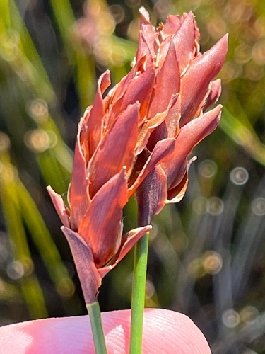 Hottentot Capereed (Restio bifarius)