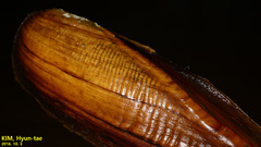 Lanceolaria acrorrhyncha