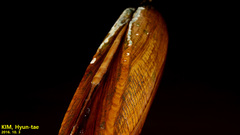 Lanceolaria acrorrhyncha