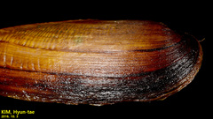 Lanceolaria acrorrhyncha
