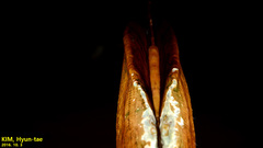 Lanceolaria acrorrhyncha