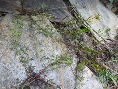 Chaerophyllum colensoi