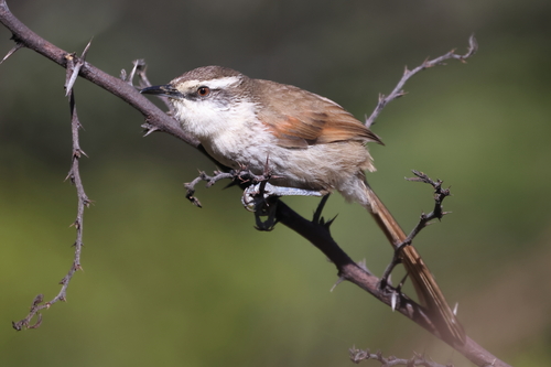 Great Spinetail (Synallaxis hypochondriaca), photo 3
