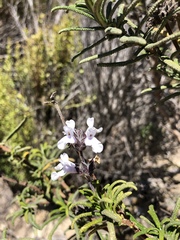 Salvia brandegeei