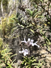 Salvia brandegeei