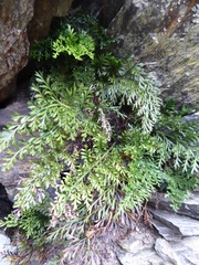 Asplenium richardii