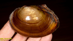 Sinanodonta lauta