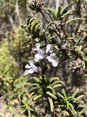 Salvia brandegeei
