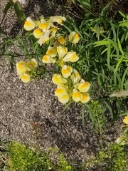 Linaria vulgaris