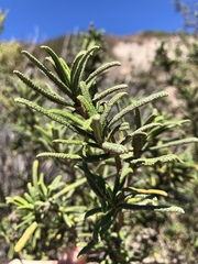 Salvia brandegeei