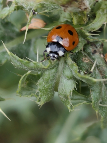 Seven-spotted Lady Beetle
