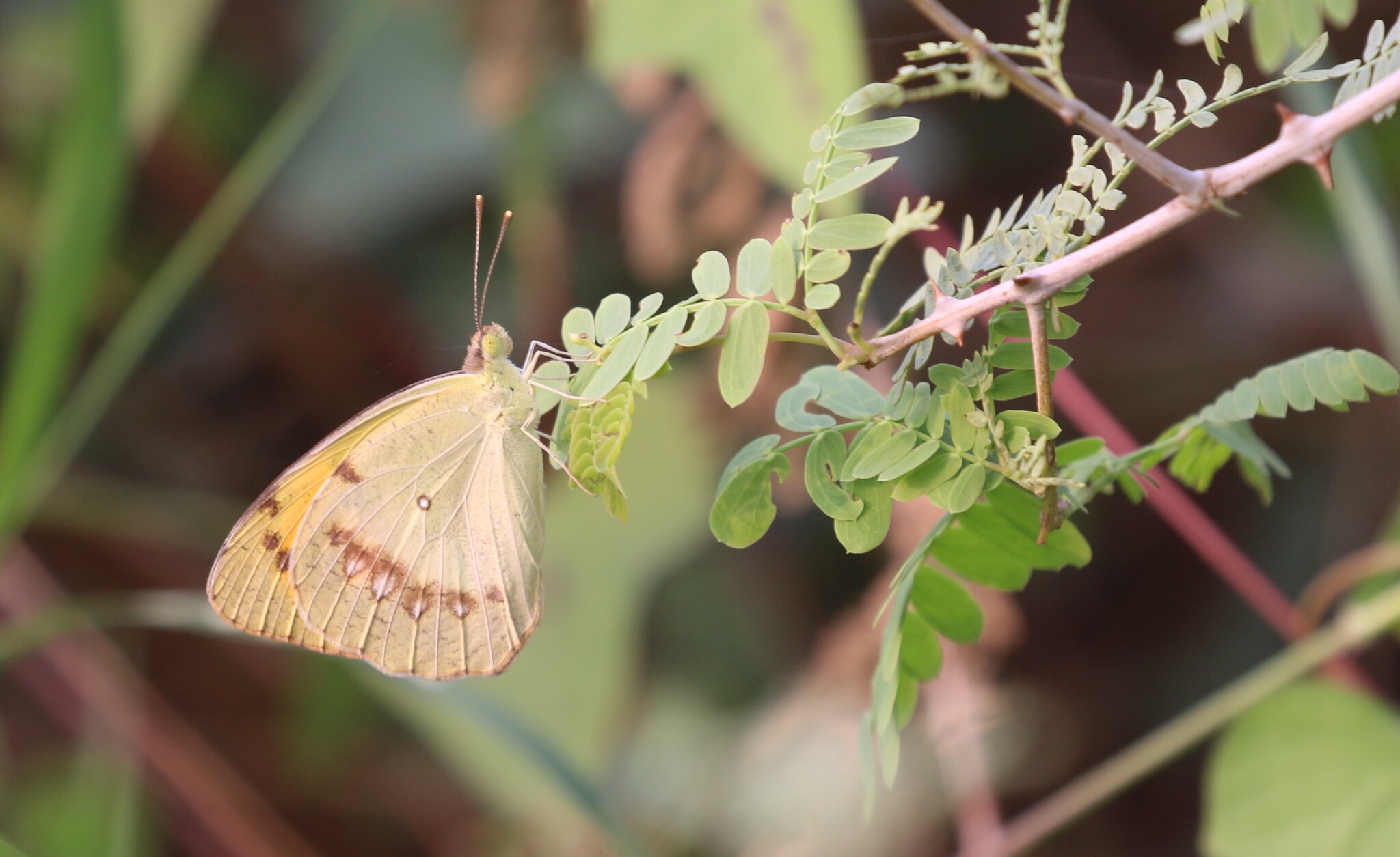 White Orange-Tip