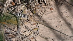 Aspidoscelis scalaris