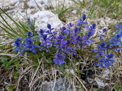 Polygala amara, photograph 4