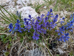 Polygala amara, photograph author not stated, no rights reserved