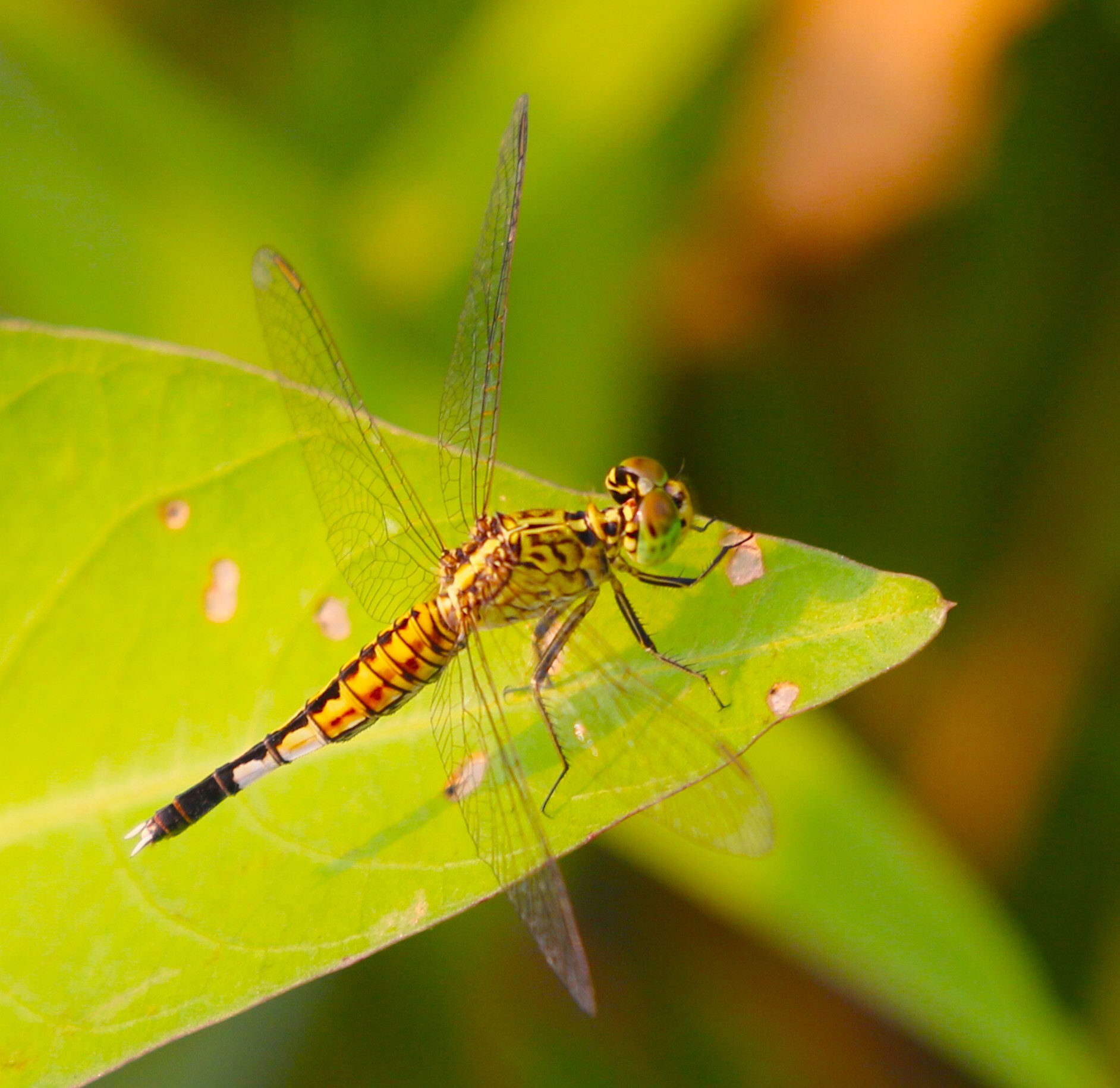 Trumpet-Tail