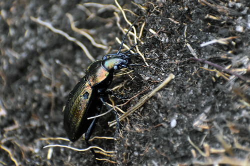 Carabus monilis