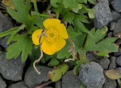 Ranunculus propinquus subborealis
