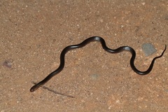 Cryptophis boschmai