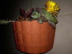 Faucaria