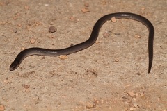 Paradelma orientalis
