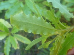 Brachyglottis perdicioides