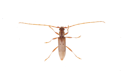 Didymocantha quadriguttata