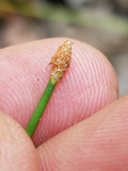 Eleocharis tricostata