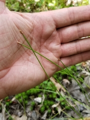 Eleocharis tricostata