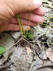 Eleocharis tricostata