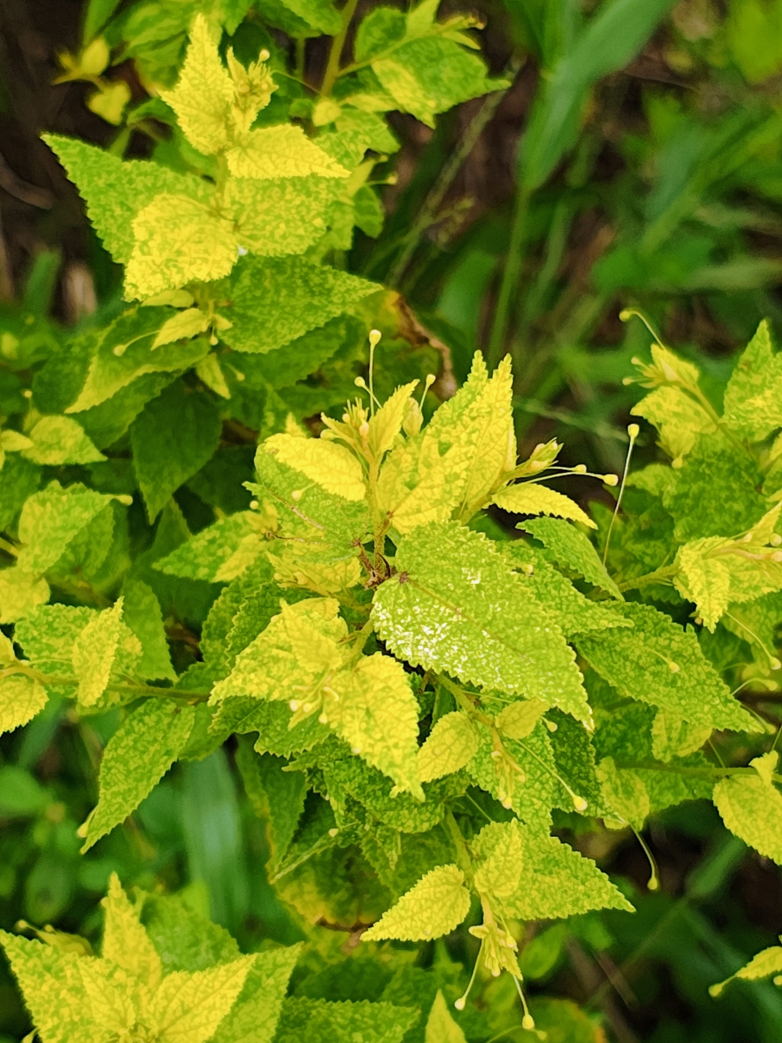 Sidastrum paniculatum
