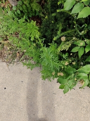 Artemisia vulgaris