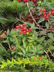 Solanum dulcamara