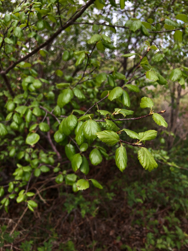 Water Birch foliage