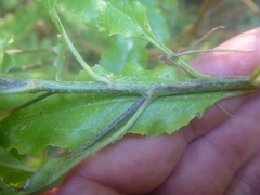 Brachyglottis perdicioides