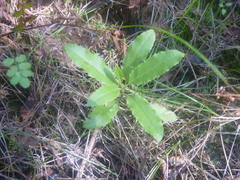 Brachyglottis perdicioides